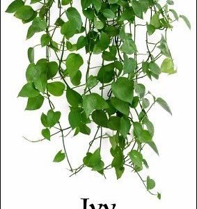 Ivy by Larry Travis