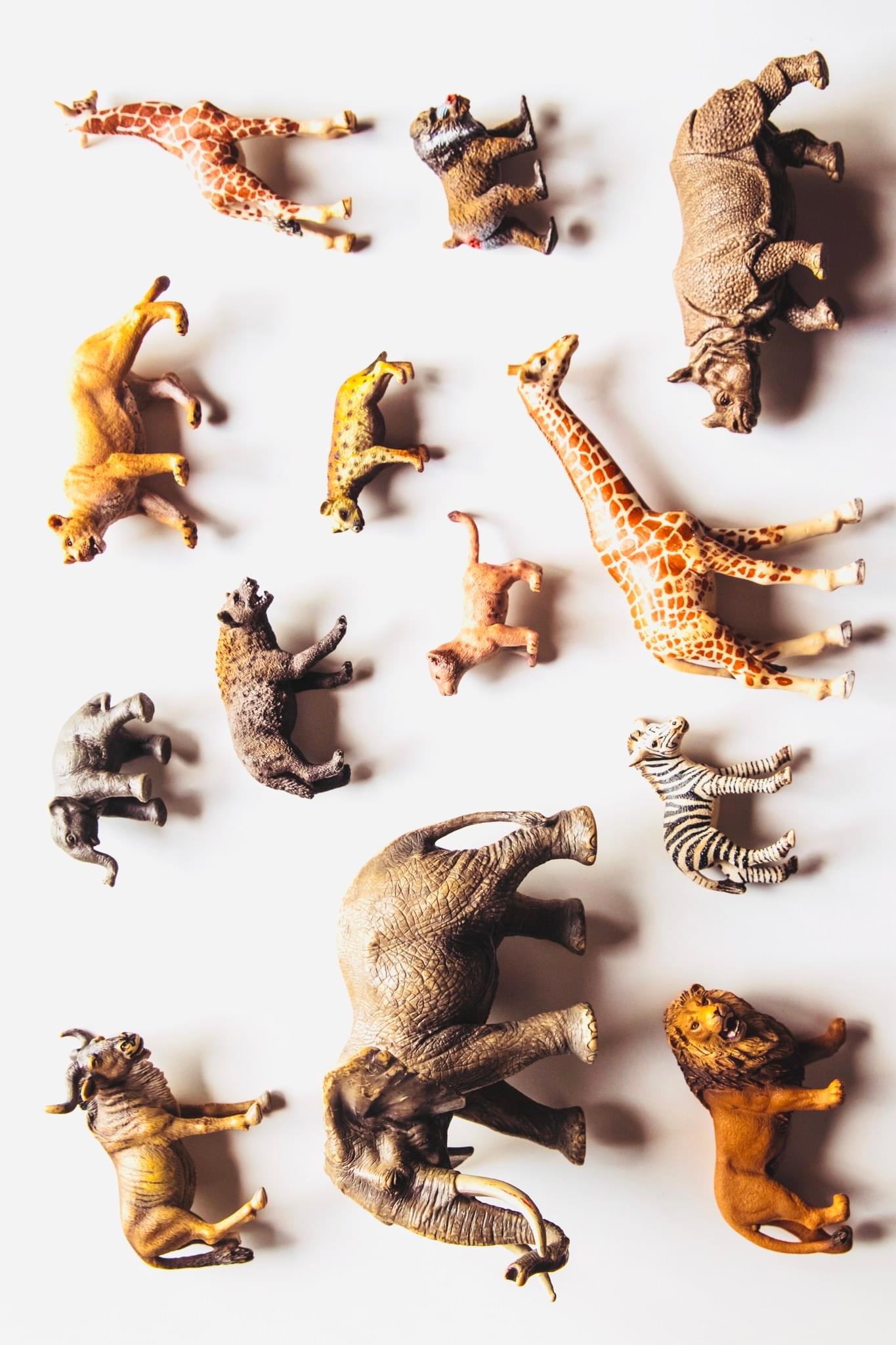 Noah's Ark Prop-less Animal Guess by Fraser Parker